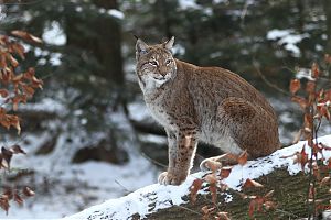 Luchs 30