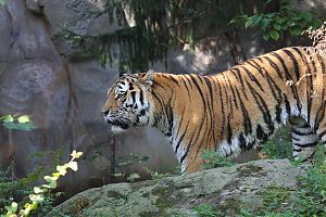 Tiger 5