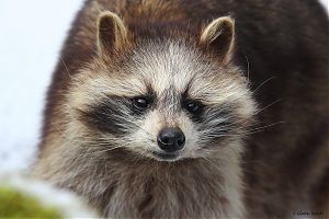 Waschbär 11