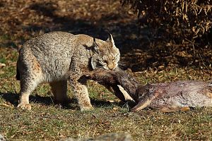 Luchs 31