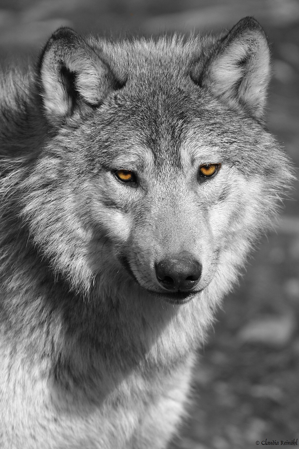 Wolf 6