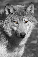Wolf 6
