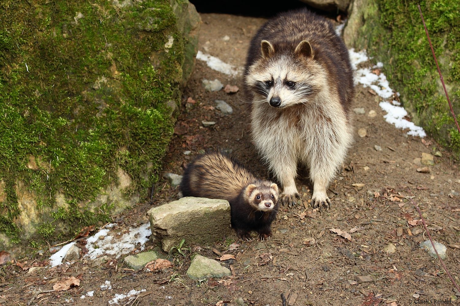 Waschbär 12