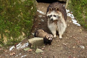 Waschbär 12