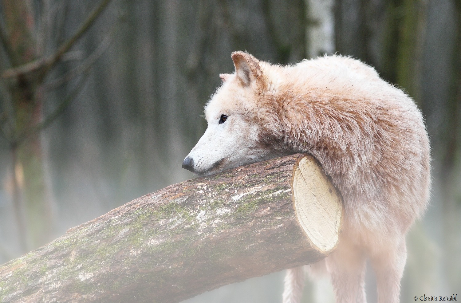 Polarwolf