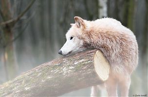 Polarwolf