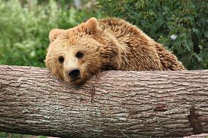Braunbär