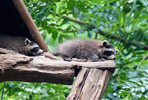 Waschbär 13