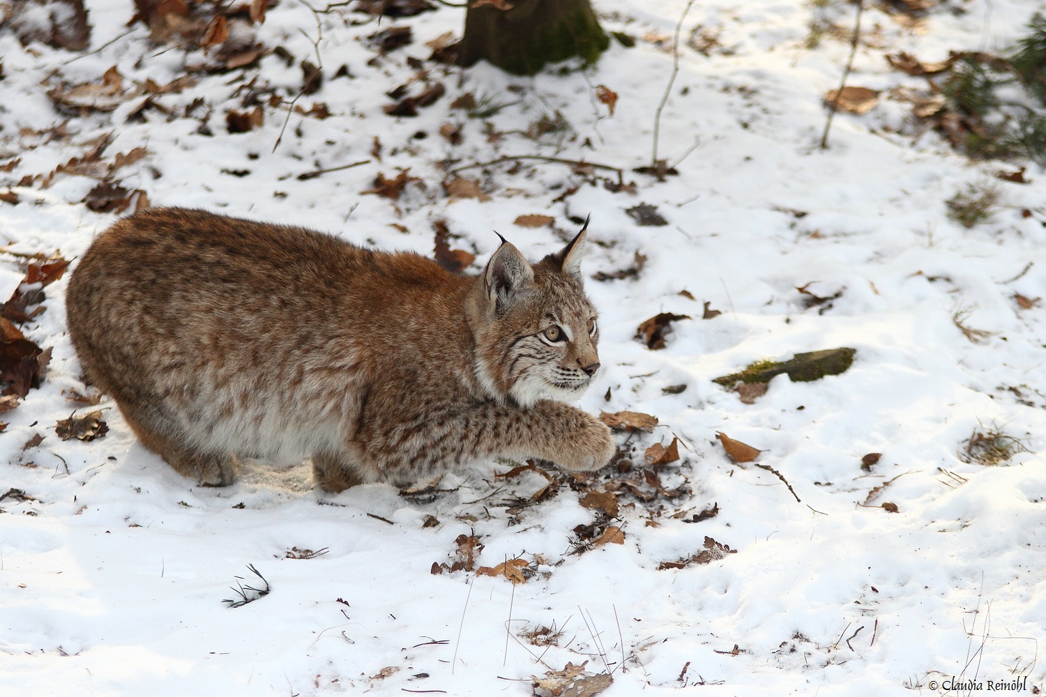 Luchs 33
