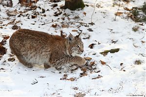 Luchs 33