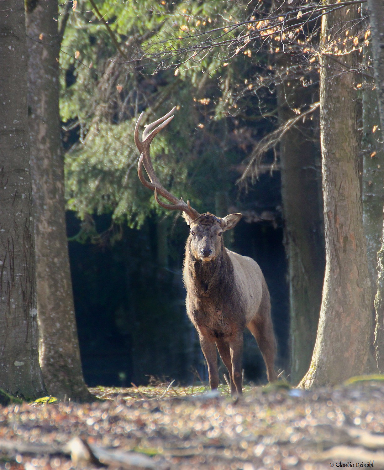 Hirsch 22