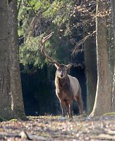 Hirsch 22