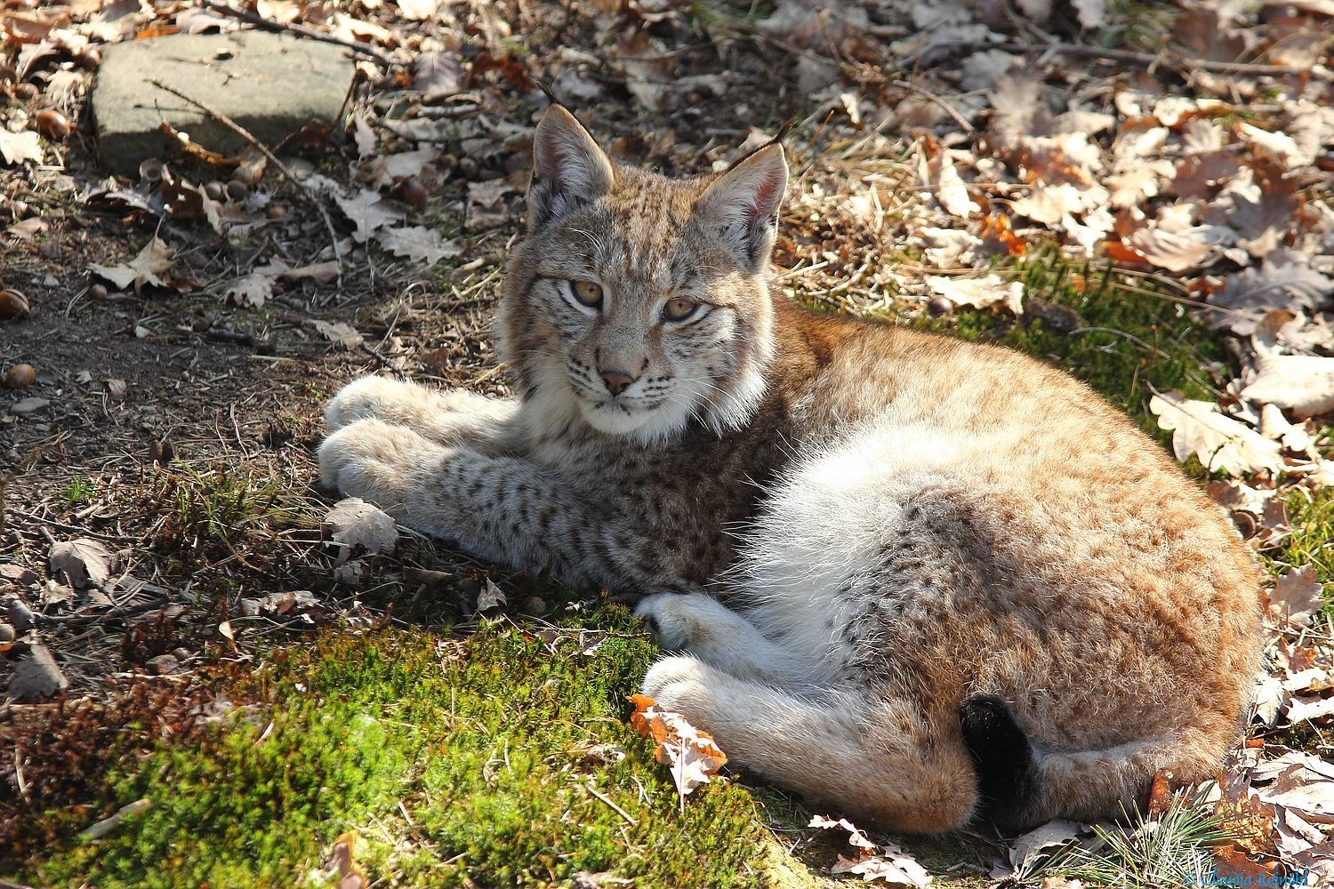 Luchs 34