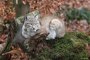 Luchs 35