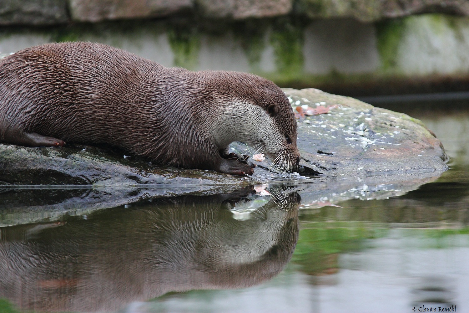 Dank der tollen Hilfsbereitschaft des Wildpark-Teams in Pforzheim ist es mir immer wieder möglich, dort schöne Bilder zu machen! Fischotter 10