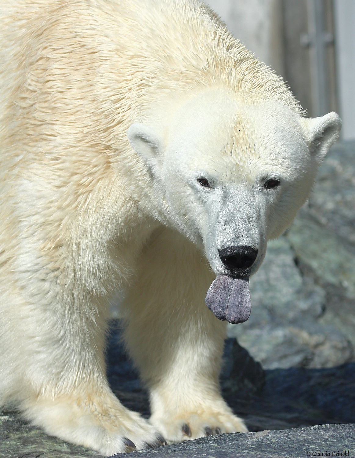 Kürzlich mal durch die Wilhelma getrappt... streckt mir der Kerl doch die Zunge raus.... gut, daß der mich nicht fotografiert hat, ich hab dann nämlich dasselbe getan.... :-) Eisbär 2