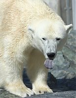 Eisbär 2