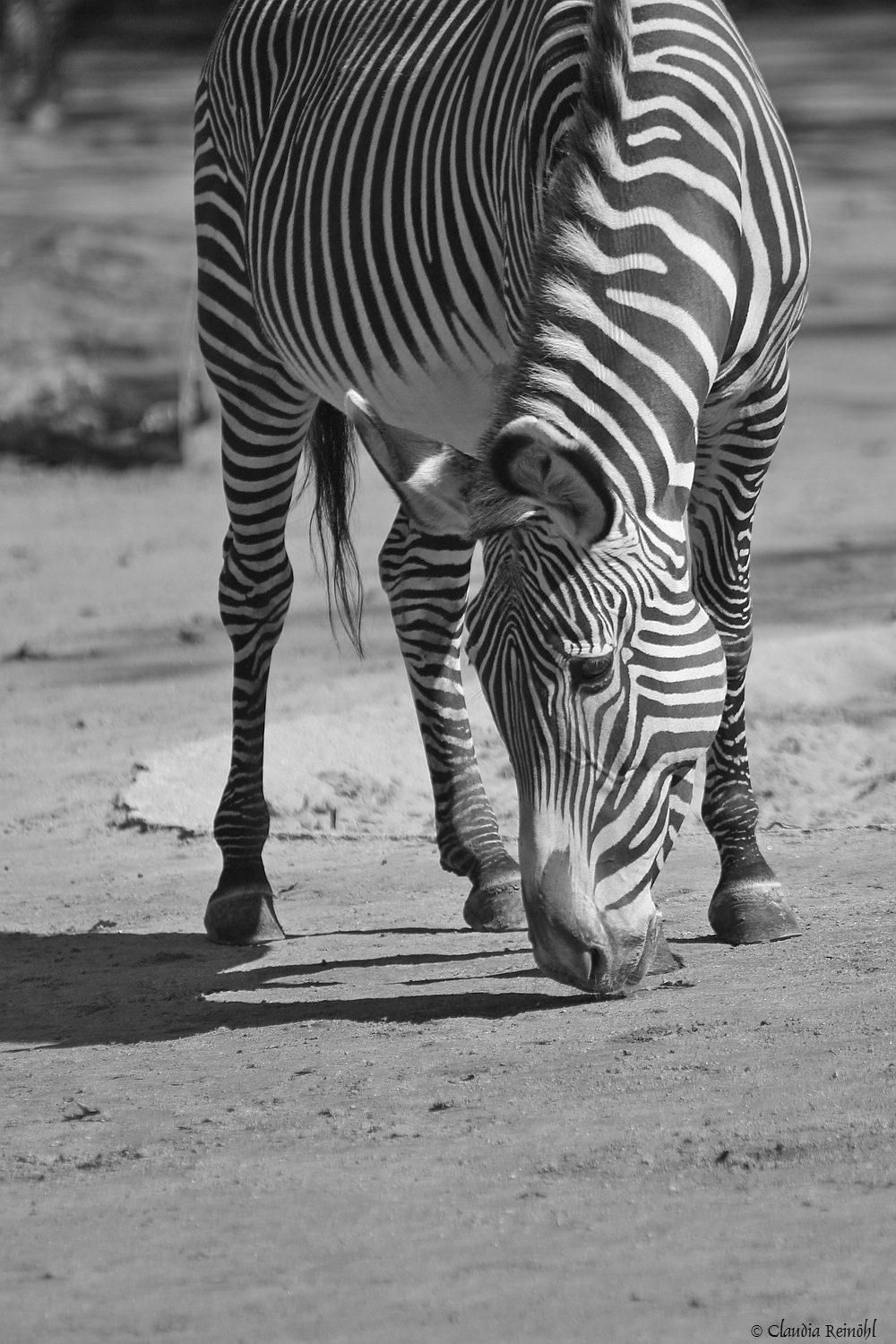Zebra 4