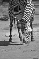 Zebra 4