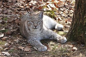 Luchs 36