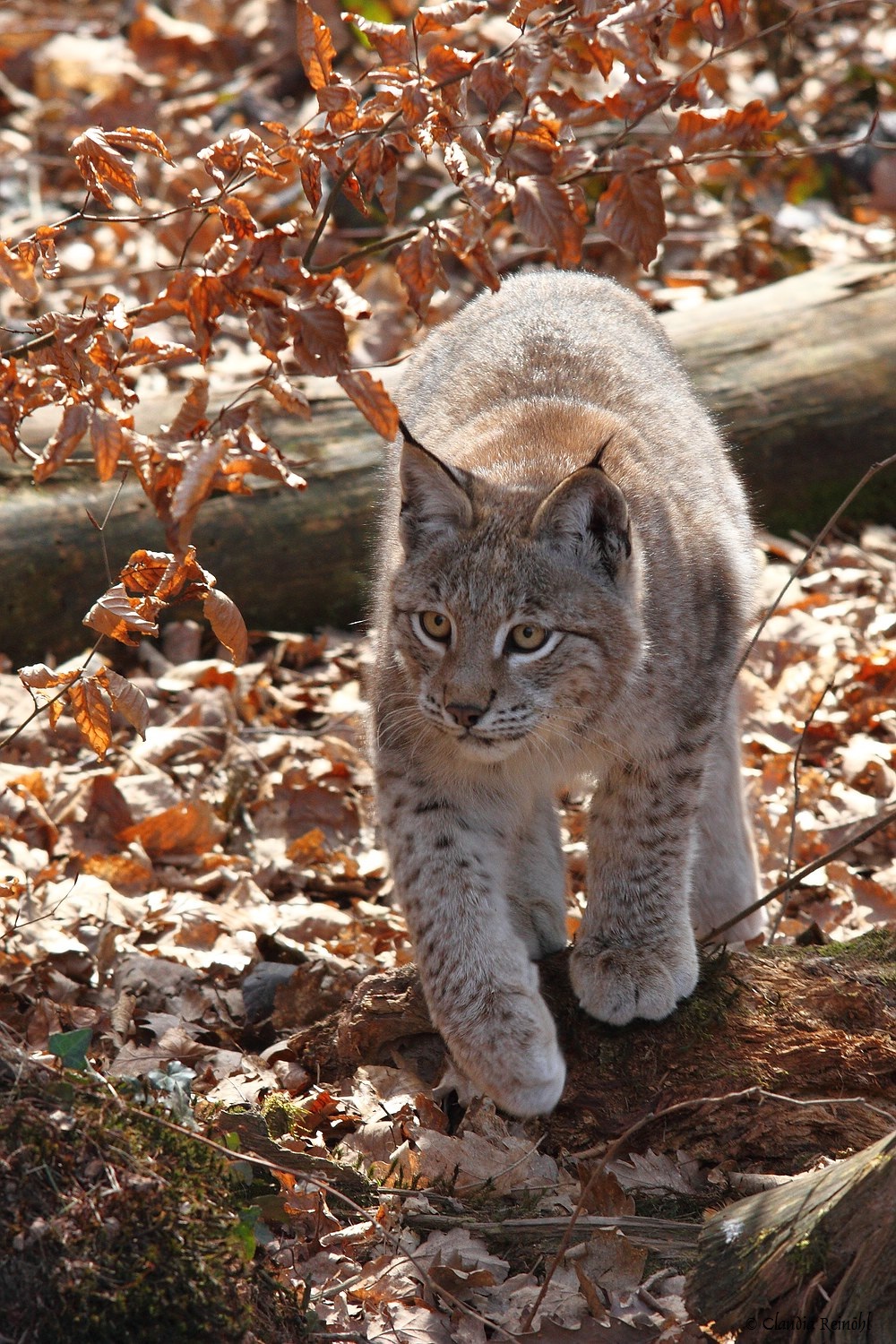 Luchs 37