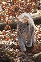 Luchs 37