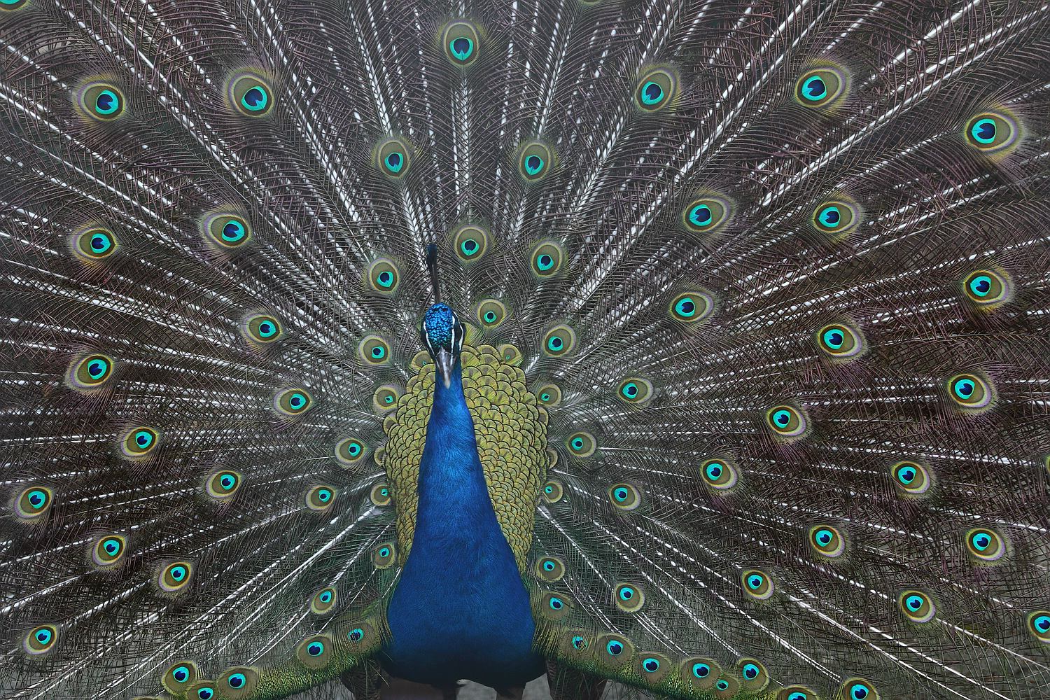 Pfau
