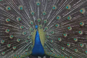 Pfau