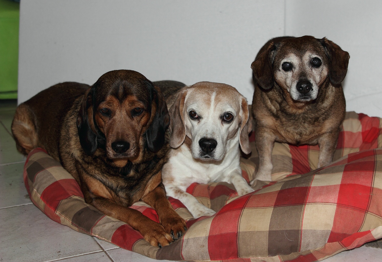 Wieder mal ein Bild von den Wauzen, die grad mal alle hier waren! Hab immer gehofft, daß der Herr Brutus 20 Jahre alt wird, so wie es grad ausschaut bin ich schon glücklich, wenn er die 16 im August noch schafft.... oder doch vielleicht 17?? Es ist doch noch viel zu früh...!! Wauze
