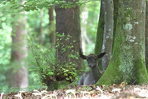 Damhirsch 2