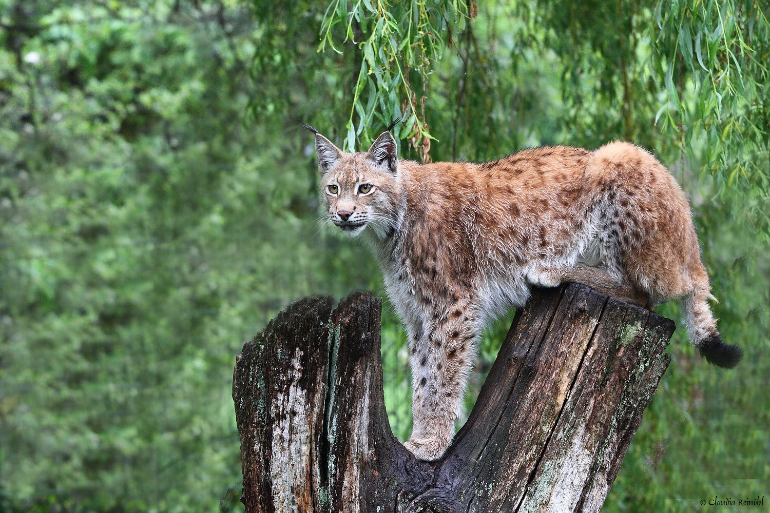 Luchs 38