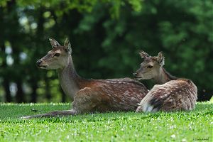 Sika