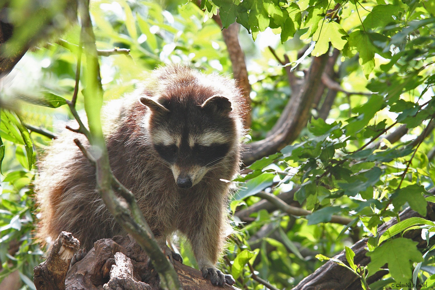 Waschbär 14