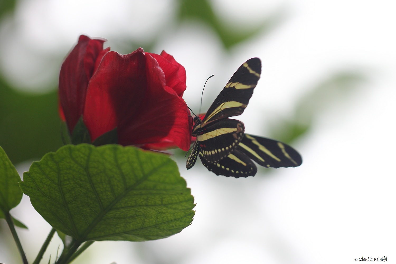 Schmetterling