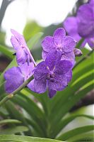 Orchidee
